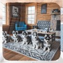 바이더웨이 의정부북부역점 B | 의정부 웰시코기분양 전문 업체 비교와 지역 정보 분석