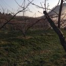 조양농원 이미지