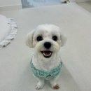 포프리티 이미지