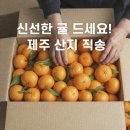 제주의꿈 | [농사꿈 제주 귤] 제주도 귤 ∥ 산지 직송 고당도 로얄과 귤 택배 주문 성공 후기