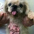 펫샵 Daum카페