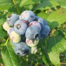 반곡농장 이미지