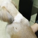 킴리동물병원 네이버블로그