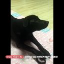 마이펫까까 이미지