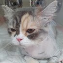 이쁘냥 고양이미용실 서대문점 이미지