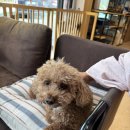 사랑하개 | 동두천애견동반식당_사랑하개_맛집인정!!!