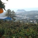 조율농장 이미지