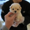 퍼피케어 이미지