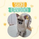 따뜻한 on동물병원 | 강아지 중성화시기 가격 수술후기 관리