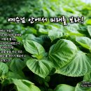 PICTURE&TEXT_20240901_예수님 안에서 미래를 보라!_요한일서 3장 2절_오순절 후 열다섯 번째 주일 묵상_우리 성도님의 이미지