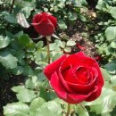 보리타작 이미지