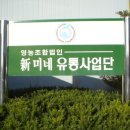 신미네