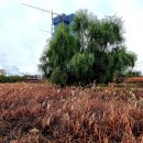 오산생태하천길(삼남길) 이미지