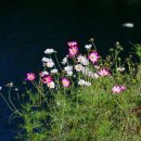 곰배령 길목에서 이미지