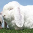 돼지토끼 이미지