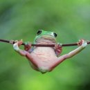 청개구리 이미지