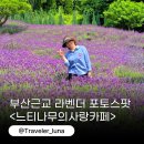 느티나무농장 | 부산 근교 꽃구경 라벤더 핫플 양산 대형카페 느티나무의사랑카페 추천