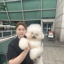 에스티 비숑프리제 | 동물 미용 교육과 실무를 모두 책임지는 전문가!순천국제애견미용학원장 &amp; 에스티비숑프리제 대표의 이야기
