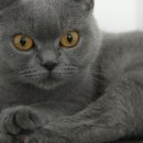 그레이톤 이미지