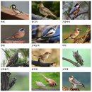 (山 바보) 41. 숲 지킴이 산새, 새 이름 익히기 (텃새) 이미지