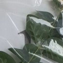 파티팡24김포