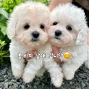 동행 애견 돌봄 센터 김포점 이미지