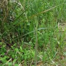 제주통큰장어 이미지