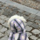 커들리 독 이미지