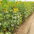 충남목장 | [서산목장카페] 충남서산 여행중 목장 뷰 예쁜 대형카페 방문후기.