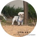 은계동물병원 | 3년째 방문 중인 시흥 은계지구 펫시터 방문돌봄 후기