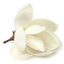 플로라뷰티 이미지