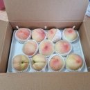 (주)젤라또코리아