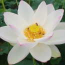 번암리 조천 연꽃공원2 이미지