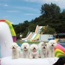 도그베이 이미지