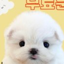 링크애견샵 이미지