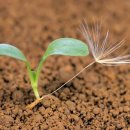 봄에새싹 이미지