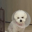 동탄동물병원 이미지