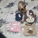 <b>더</b><b>딸랑</b> 럭키박스 강아지옷 후기