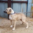 GR kennel Daum카페