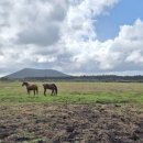 송마목장 이미지