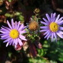 대왕수천 이미지