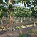 포도밭1길 이미지