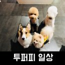 투퍼피 이미지