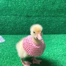 농업회사법인 더 팸팜 이미지