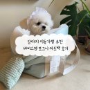 포그니 | 강아지 이동가방 추천 바비스영 포그니 아토백 후기