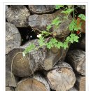 대보명가 이미지