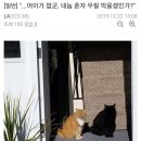 비비모스 이미지