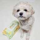 코코프렌즈 이미지