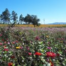 섬안농장 이미지