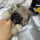 오독강아지안심분양센터